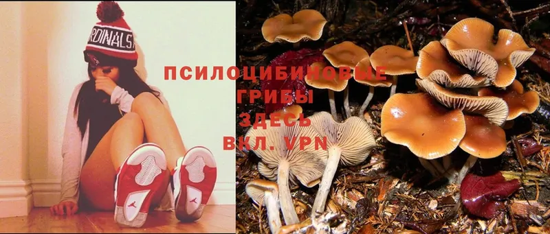 Галлюциногенные грибы Magic Shrooms  Гай 